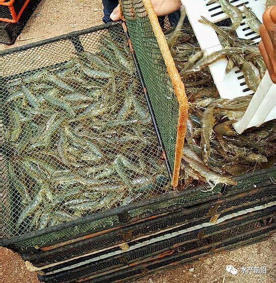 出蝦27斤/立方，連續三造成功后，工廠化養蝦在他看來并不難！