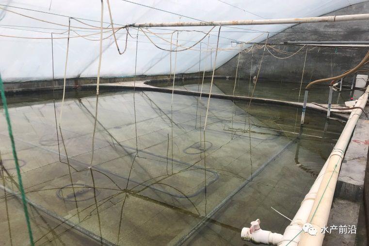 出蝦27斤/立方，連續三造成功后，工廠化養蝦在他看來并不難！