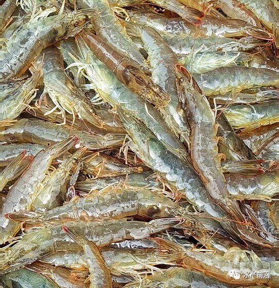 出蝦27斤/立方，連續三造成功后，工廠化養蝦在他看來并不難！