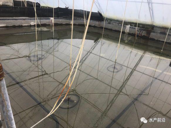 出蝦27斤/立方，連續三造成功后，工廠化養蝦在他看來并不難！