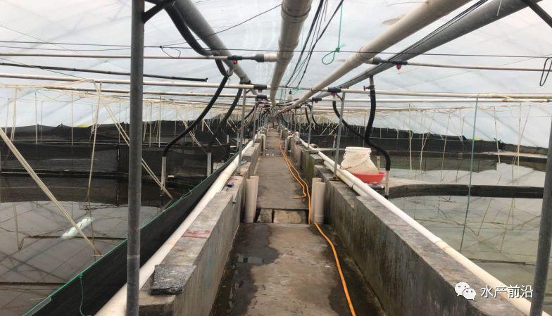 出蝦27斤/立方，連續三造成功后，工廠化養蝦在他看來并不難！